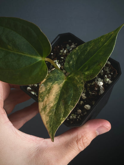 Anthurium Papillilaminum var X (Darkest Panama x X-one) | 7 cm pot [B]