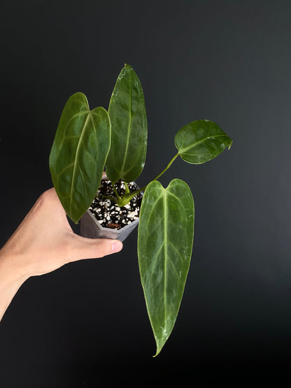 Anthurium Warocqueanum X open | 7 cm pot