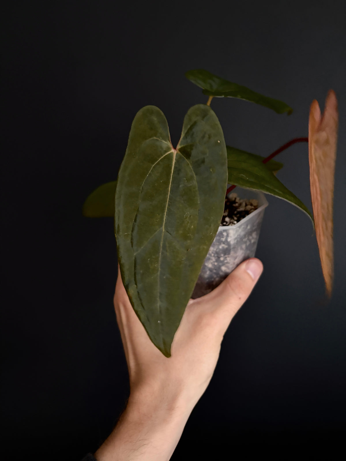 Anthurium RVDP (self) mint variegated | 7 cm pot [B]
