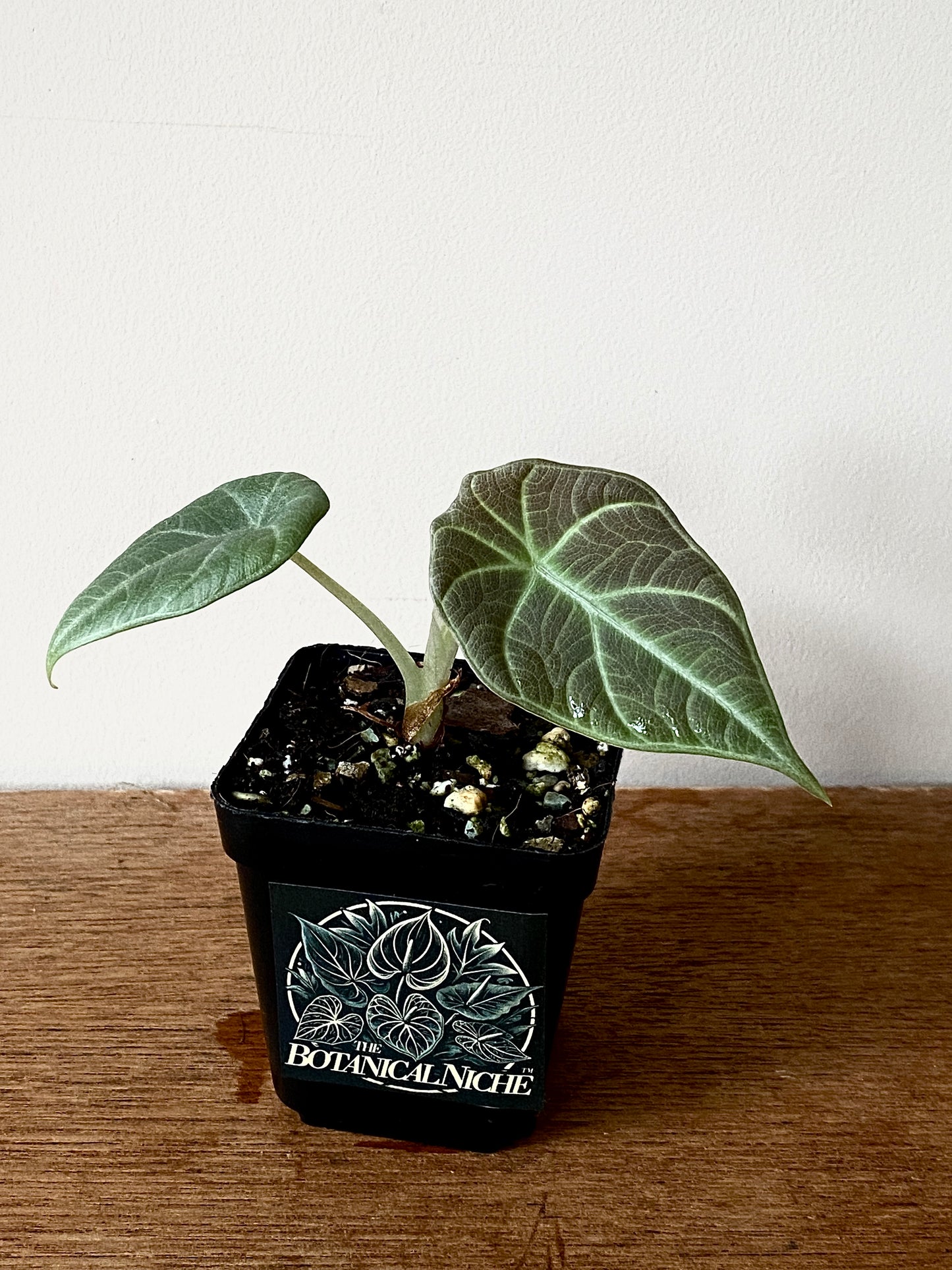 Alocasia Maharani | 7 cm pot