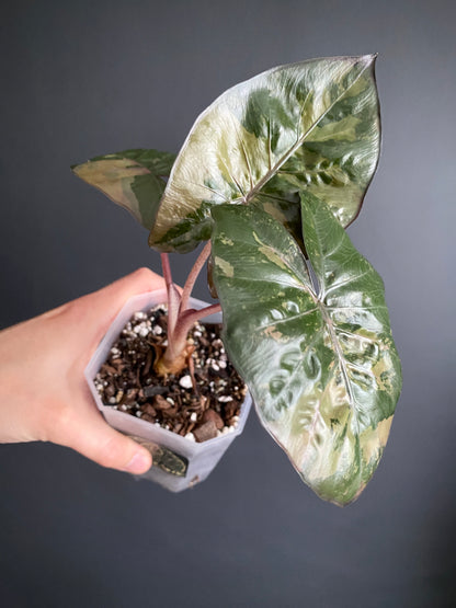 Alocasia Yucatan Princess variegated | 9 cm pot