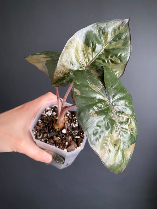 Alocasia Yucatan Princess variegated | 9 cm pot