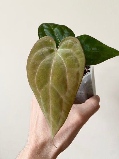 Anthurium Carlablackiae (OG5xRA4) X RVDP | 7 cm pot