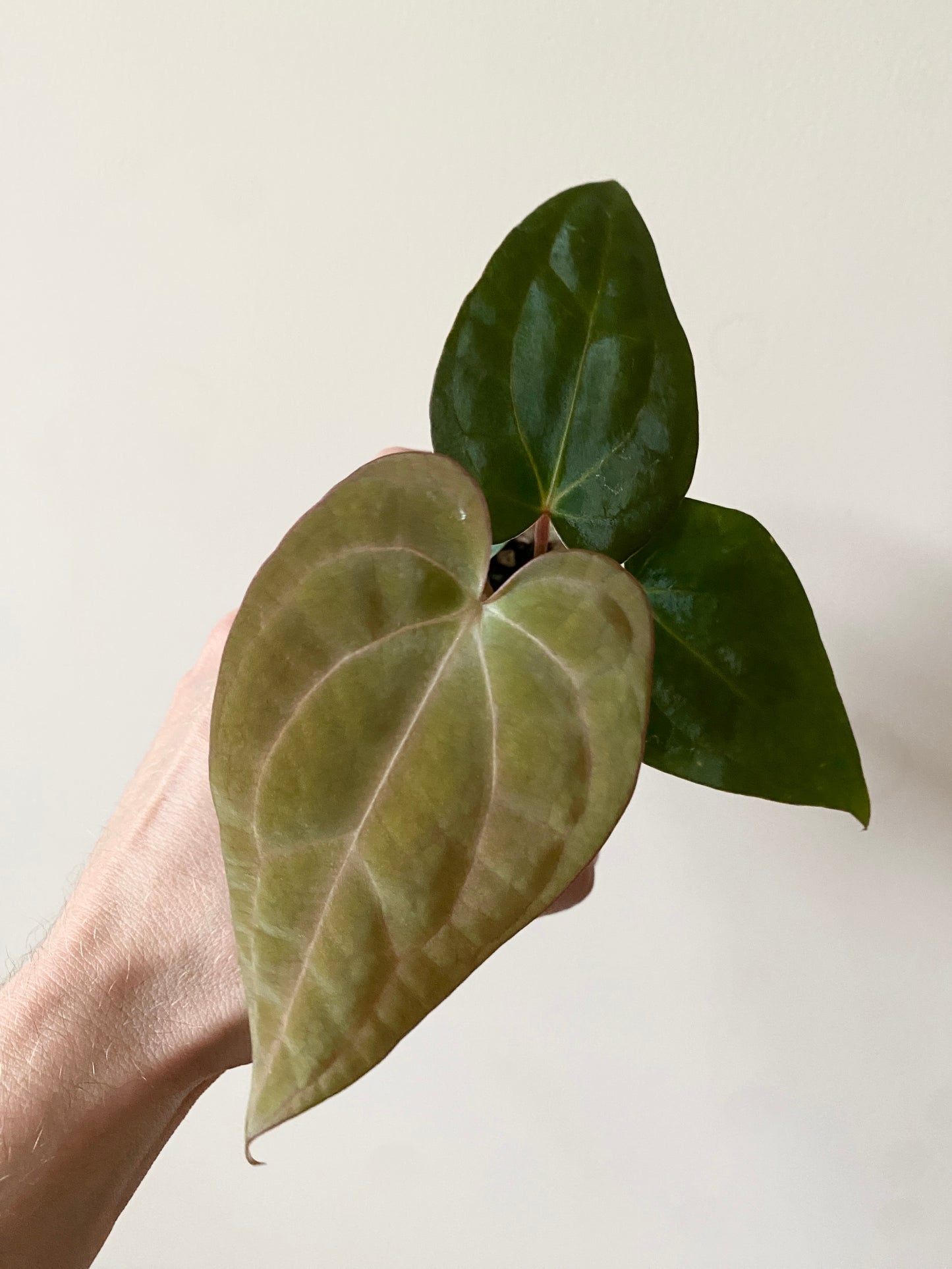 Anthurium Carlablackiae (OG5xRA4) X RVDP | 7 cm pot