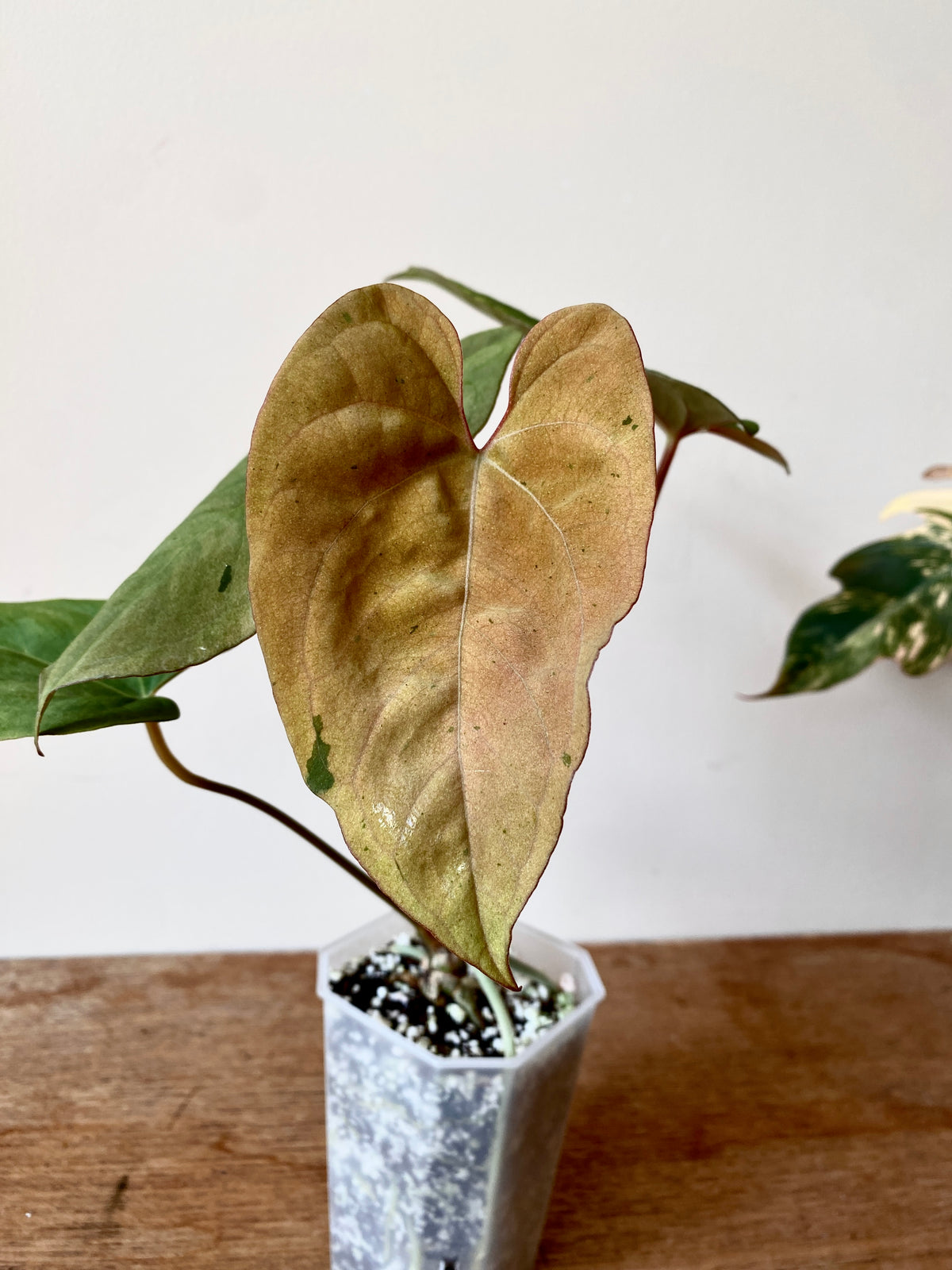 Anthurium Blue Papillilaminum hybrid mint variegated | 7 cm pot