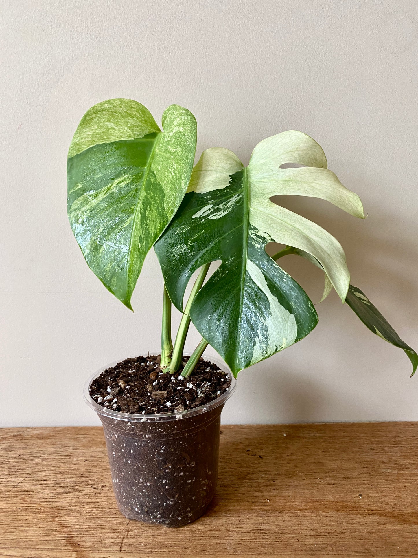 Monstera Jungle Mint/NoID | 12 cm pot