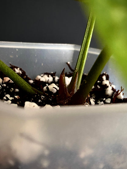 Anthurium Dorayaki X Silver Blush mint | 7 cm pot