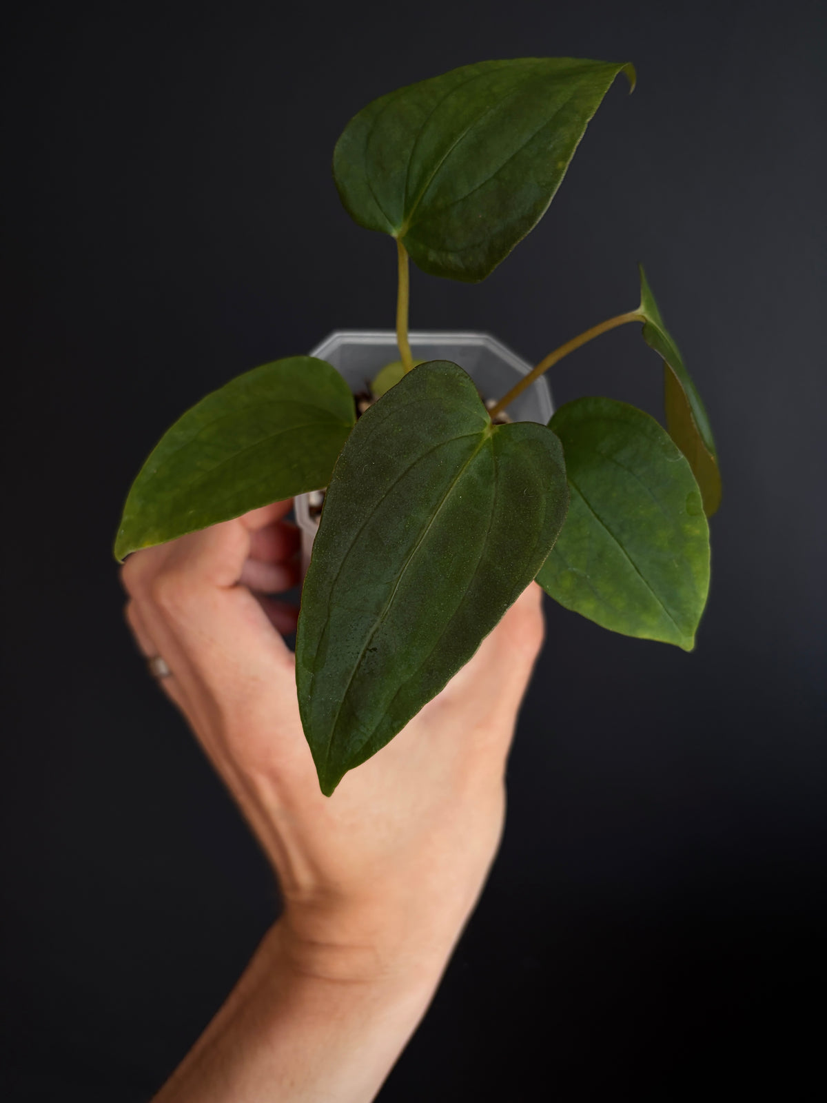 Anthurium Papillilaminum Fort Sherman (x self) | 7 cm pot [A]