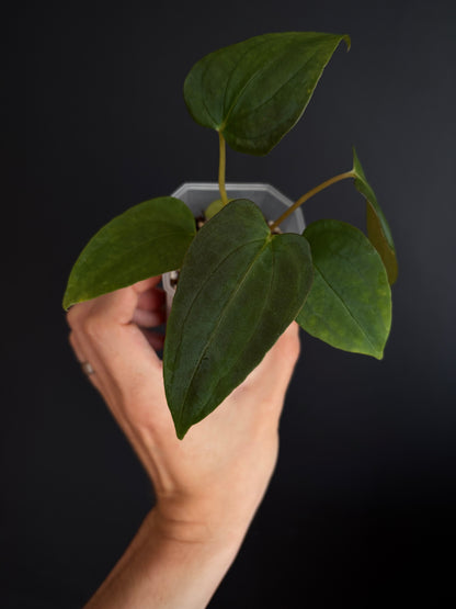 Anthurium Papillilaminum Fort Sherman (x self) | 7 cm pot [A]