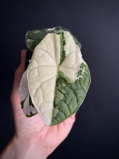 Alocasia Melo Albo variegata | 6 cm pot