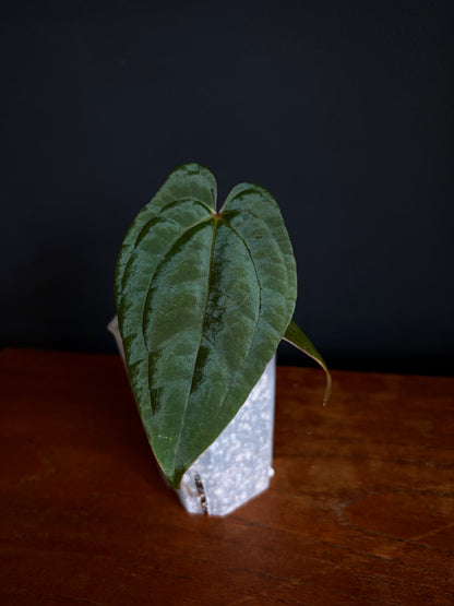 Anthurium Red Vein Dark Phoenix | 7 cm pot [A]