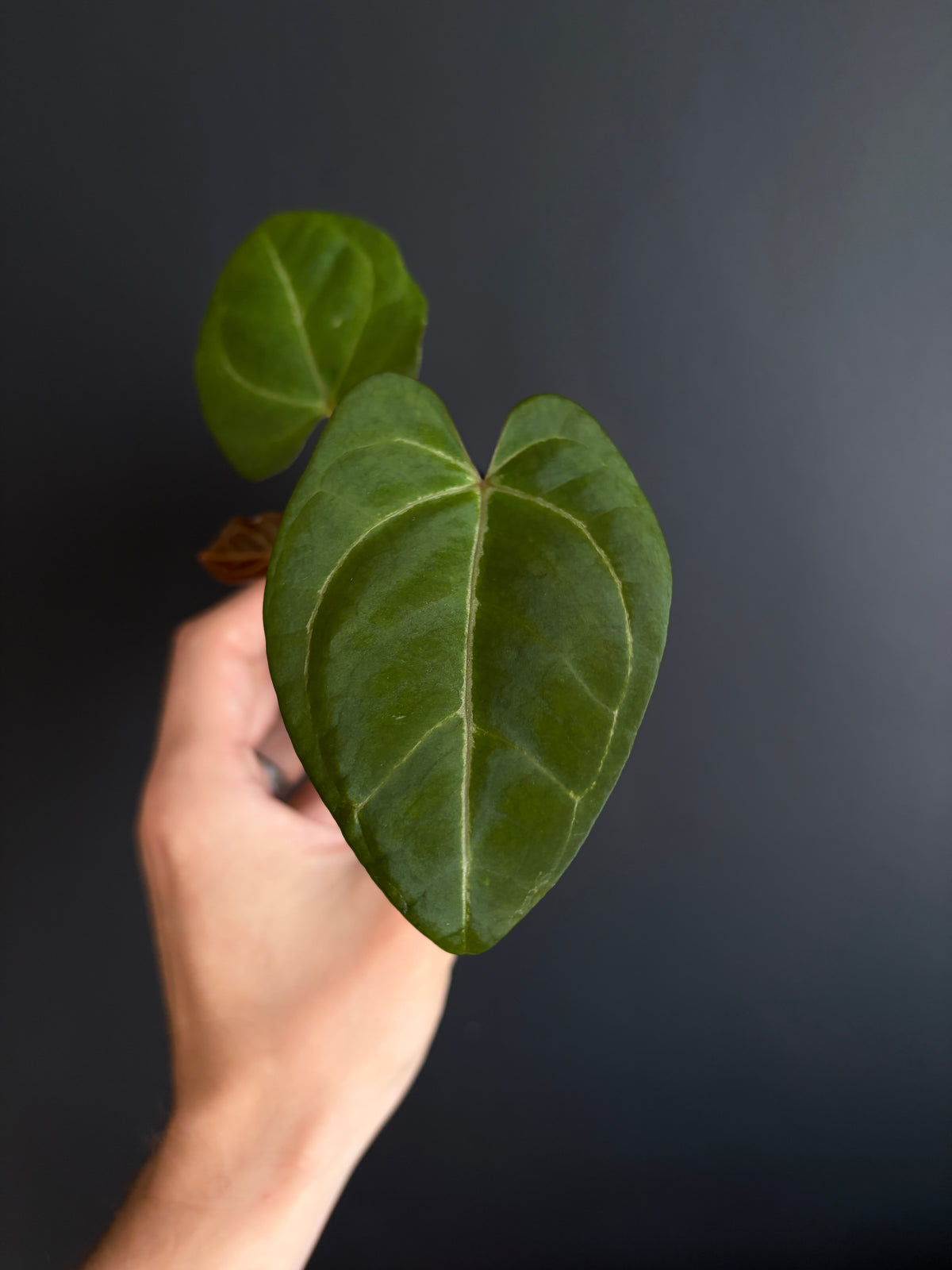Anthurium PapCrystal x Portillae open | 6 cm pot