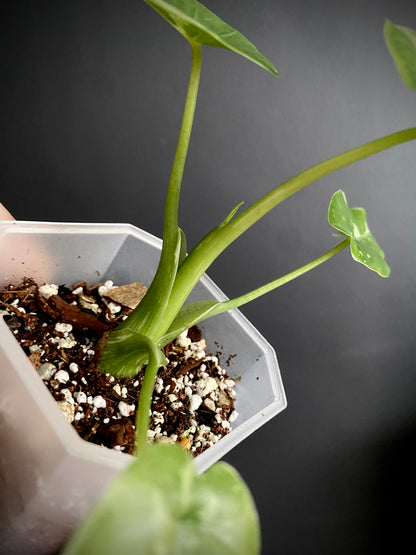 Alocasia Okinawa Silver variegated | 7 cm pot