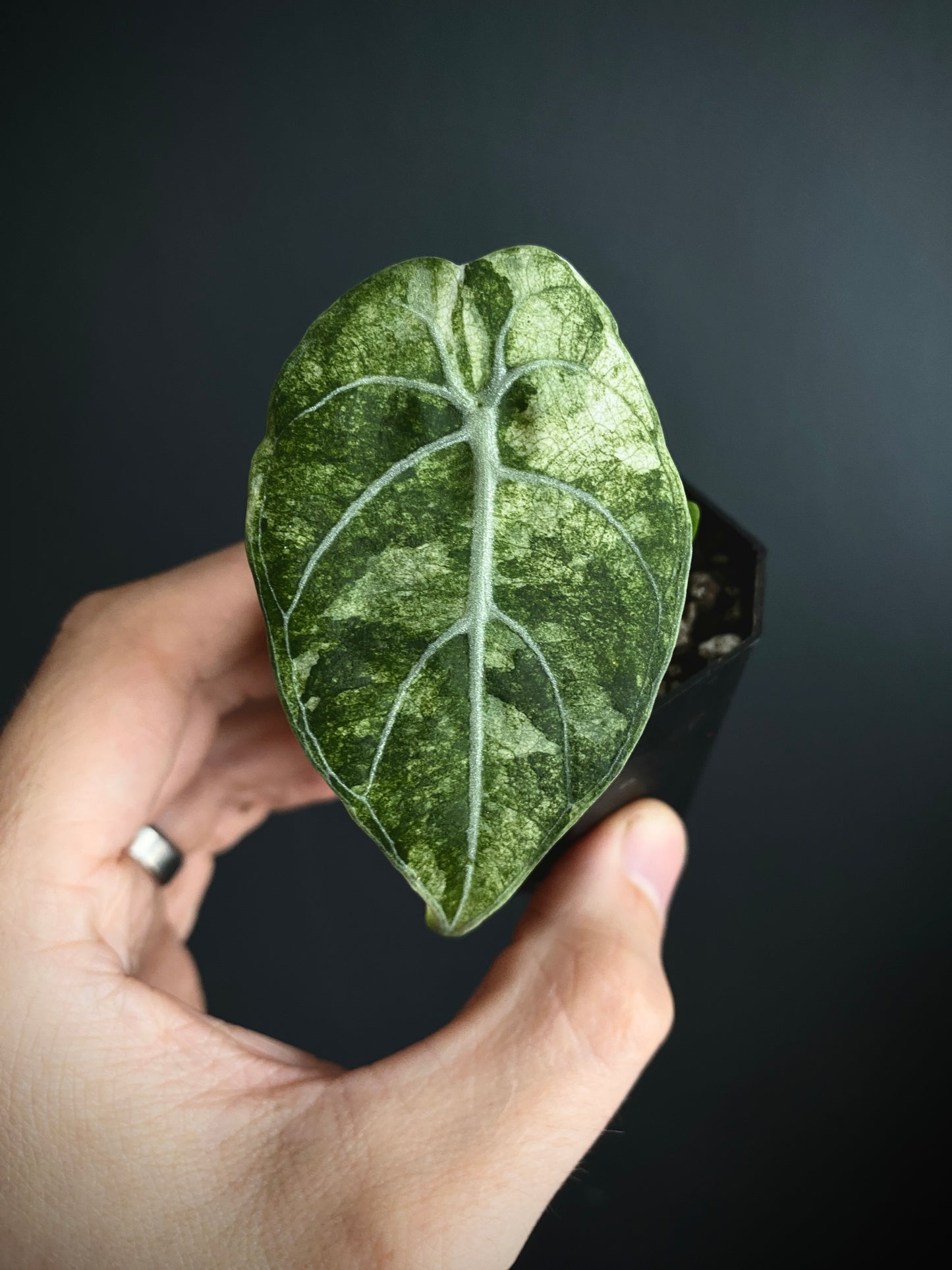 Alocasia Watsoniana doff albo/pink variegated | 5 cm pot [B]