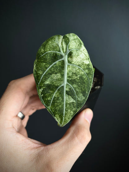 Alocasia Watsoniana doff albo/pink variegated | 5 cm pot [B]