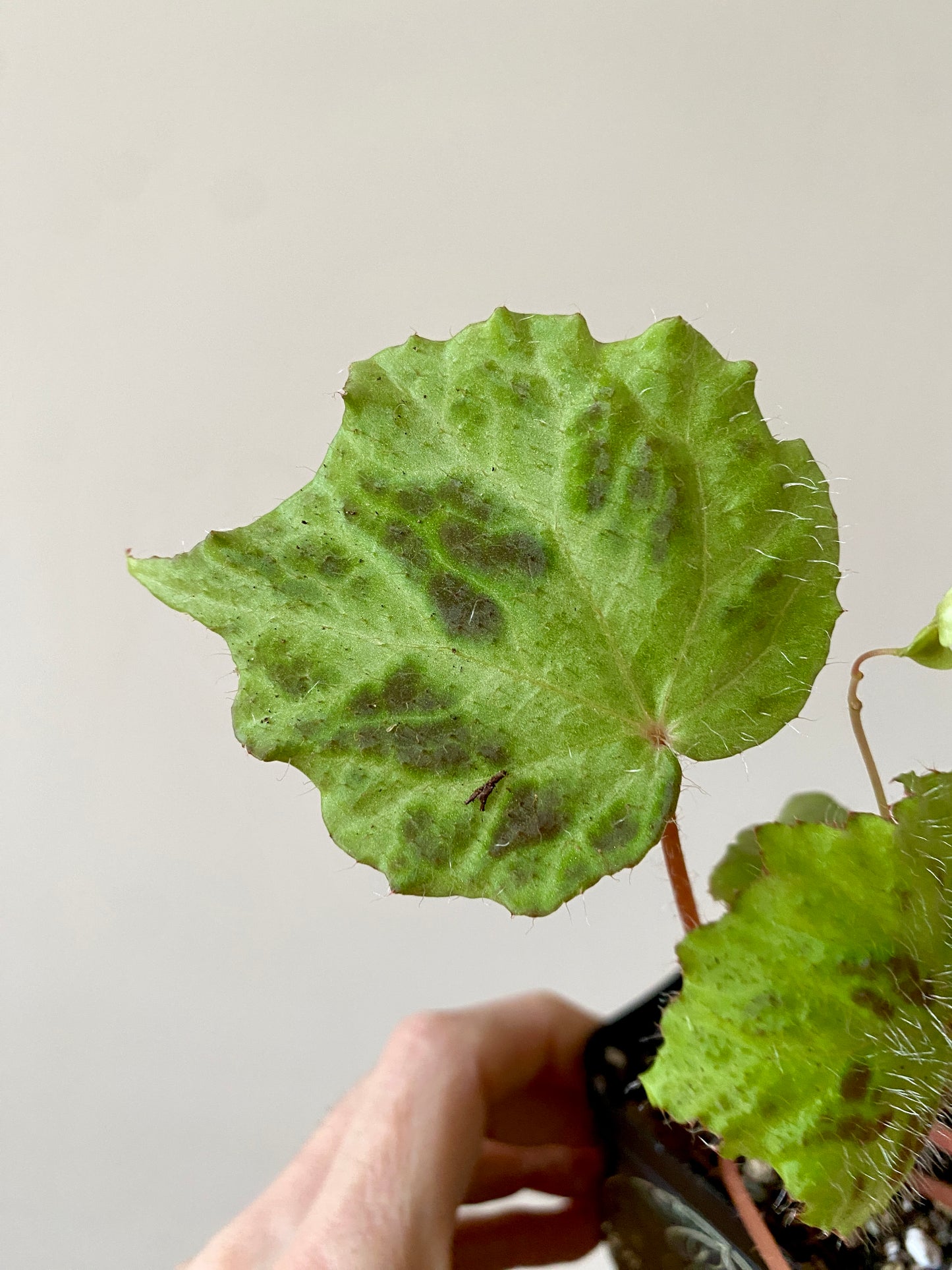 Begonia sp. Padang Lawas | 6 cm pot