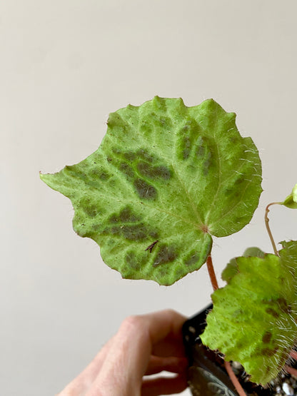 Begonia sp. Padang Lawas | 6 cm pot