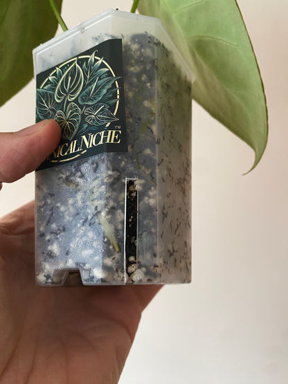 Anthurium Papillaminum X Forgetii dark form | 7 cm pot