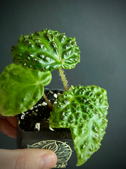 Begonia Dracopelta | 6 cm pot