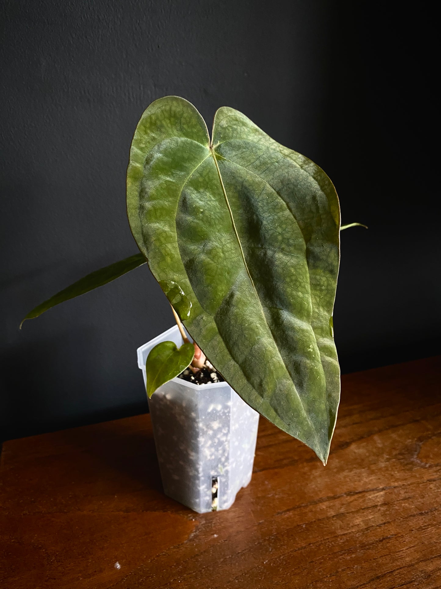 Anthurium Subsignatum (velvety) X Carlablackiae | 7 cm pot