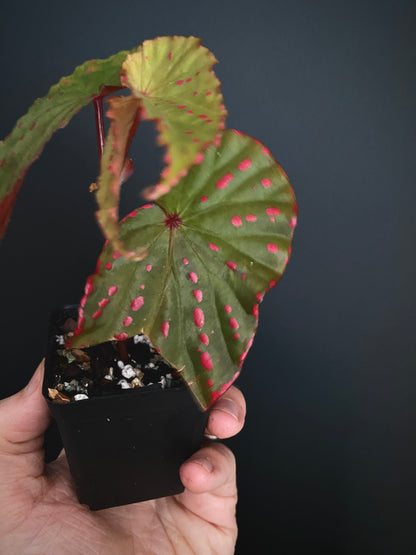 Begonia Negrosensis X Nothobaramensis | 6 cm pot [A]