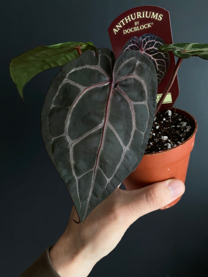 Anthurium DocBlock Michelle | 9 cm pot [C]