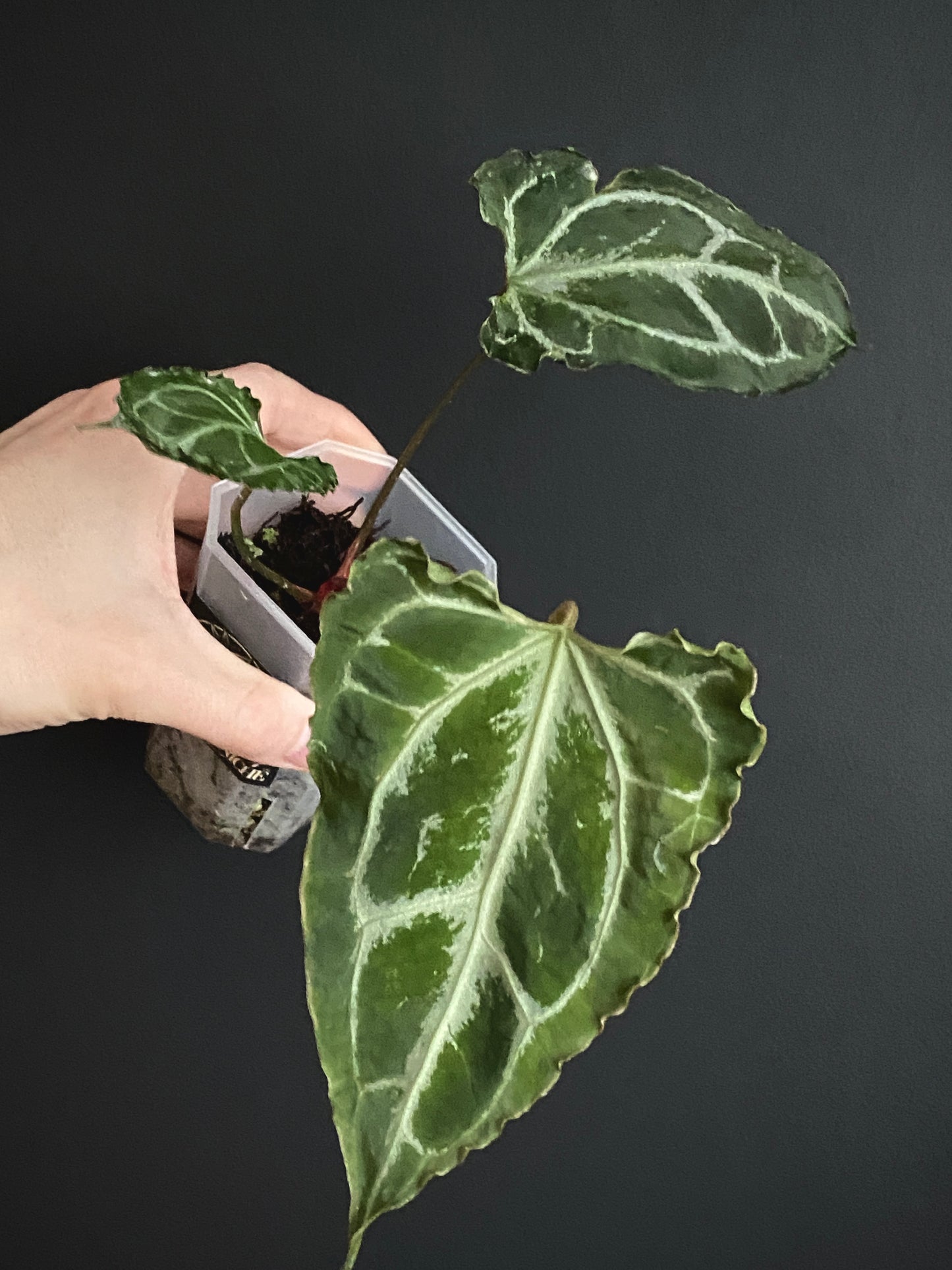 Anthurium Boogie (Muchilis x X-one) F1 | 7 cm pot