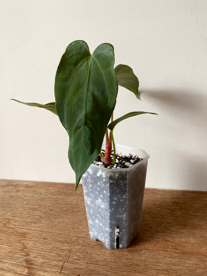 Anthurium Papillilaminum (Ree Gardens x RL) X RLFS | 7 cm pot [A]