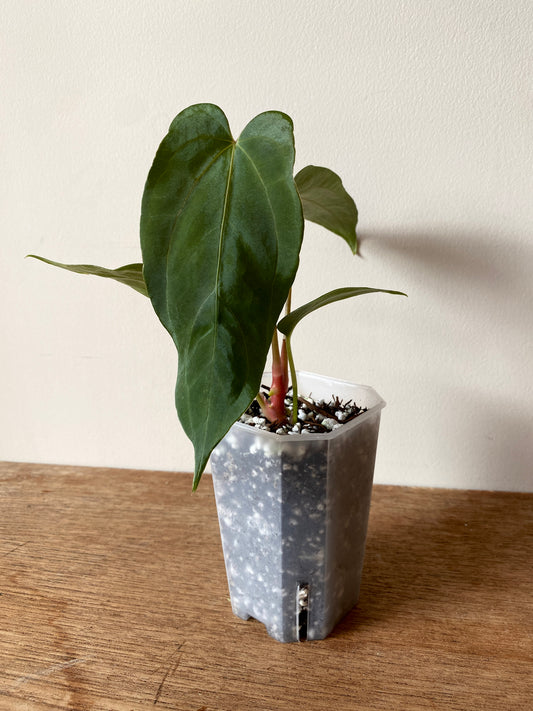 Anthurium Papillilaminum (Ree Gardens x RL) X RLFS | 7 cm pot [A]