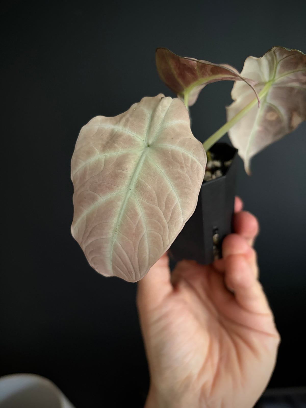 Alocasia Black Velvet Pink variegata | 5 cm pot