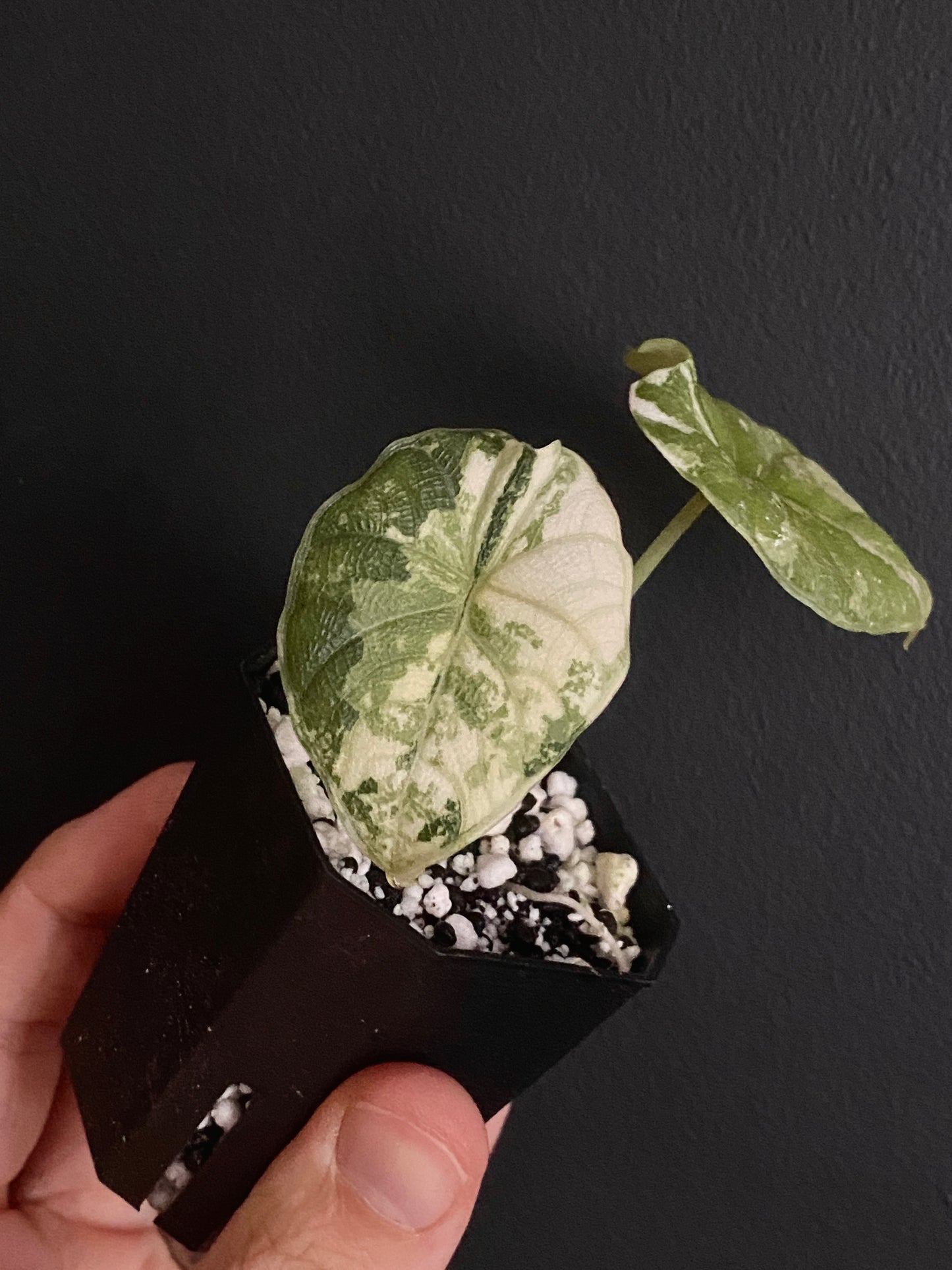 Alocasia Melo Albo variegata | 5 cm pot
