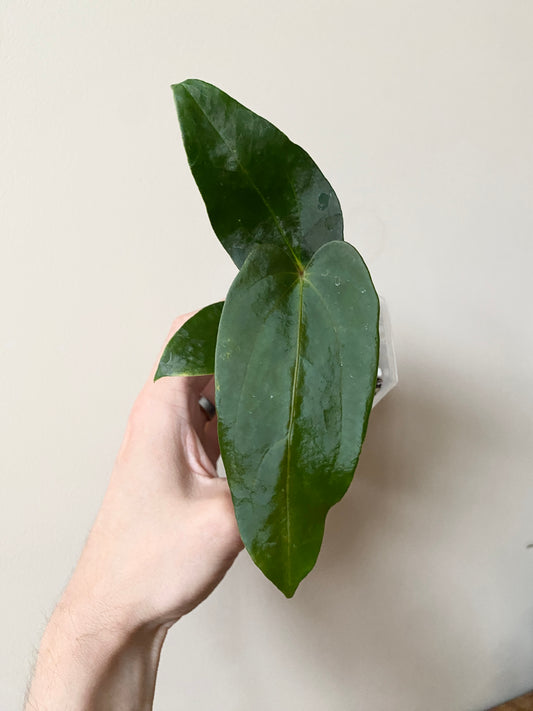 Anthurium Papillaminum (Ree Gardens x RL) X RLFS | 7 cm pot [C]