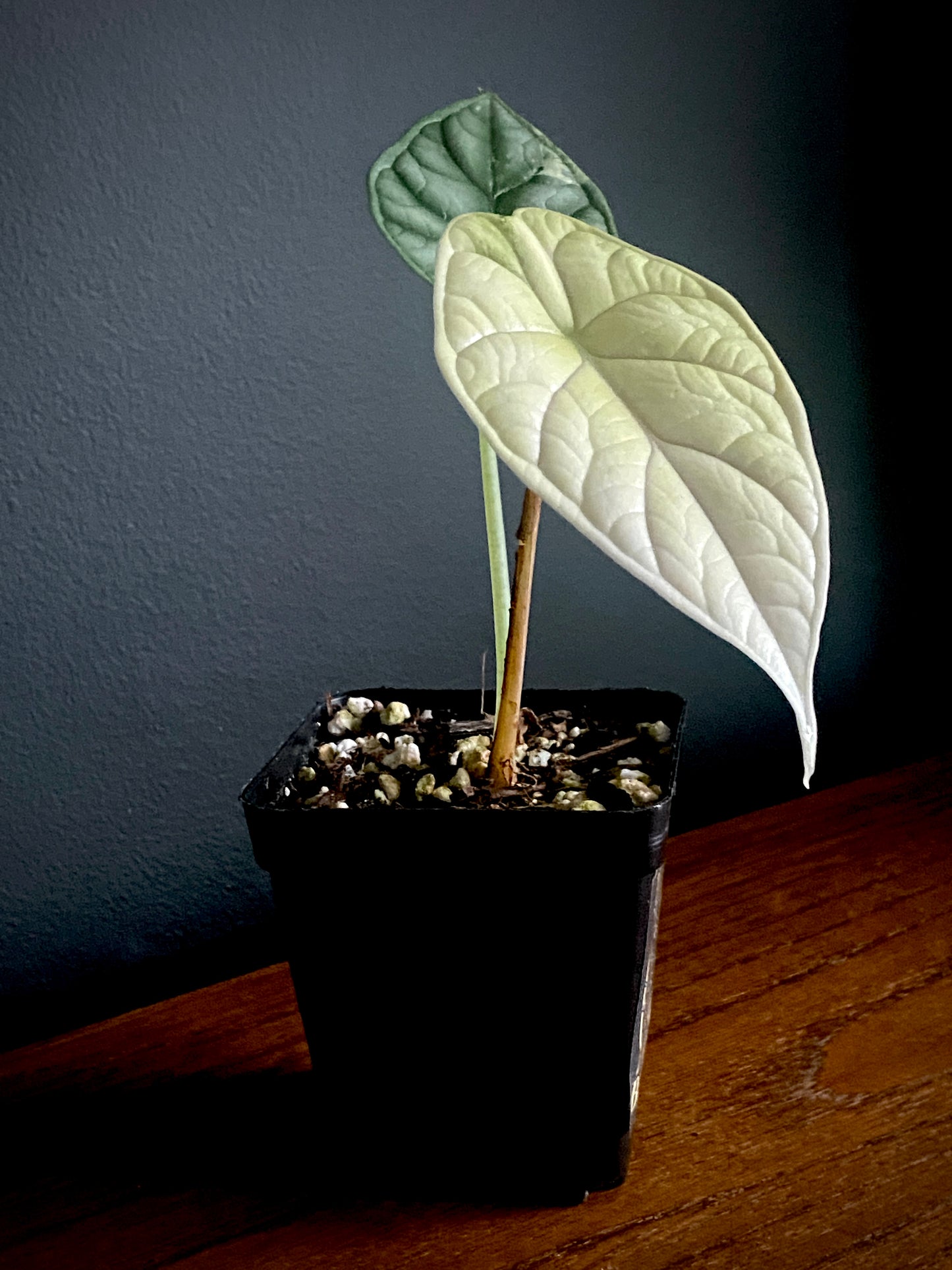 Alocasia Dragonscale Albo variegata | 7 cm pot (C)