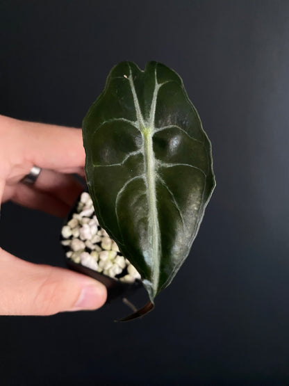 Alocasia Venom | 5 cm pot