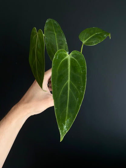 Anthurium Warocqueanum X open | 7 cm pot