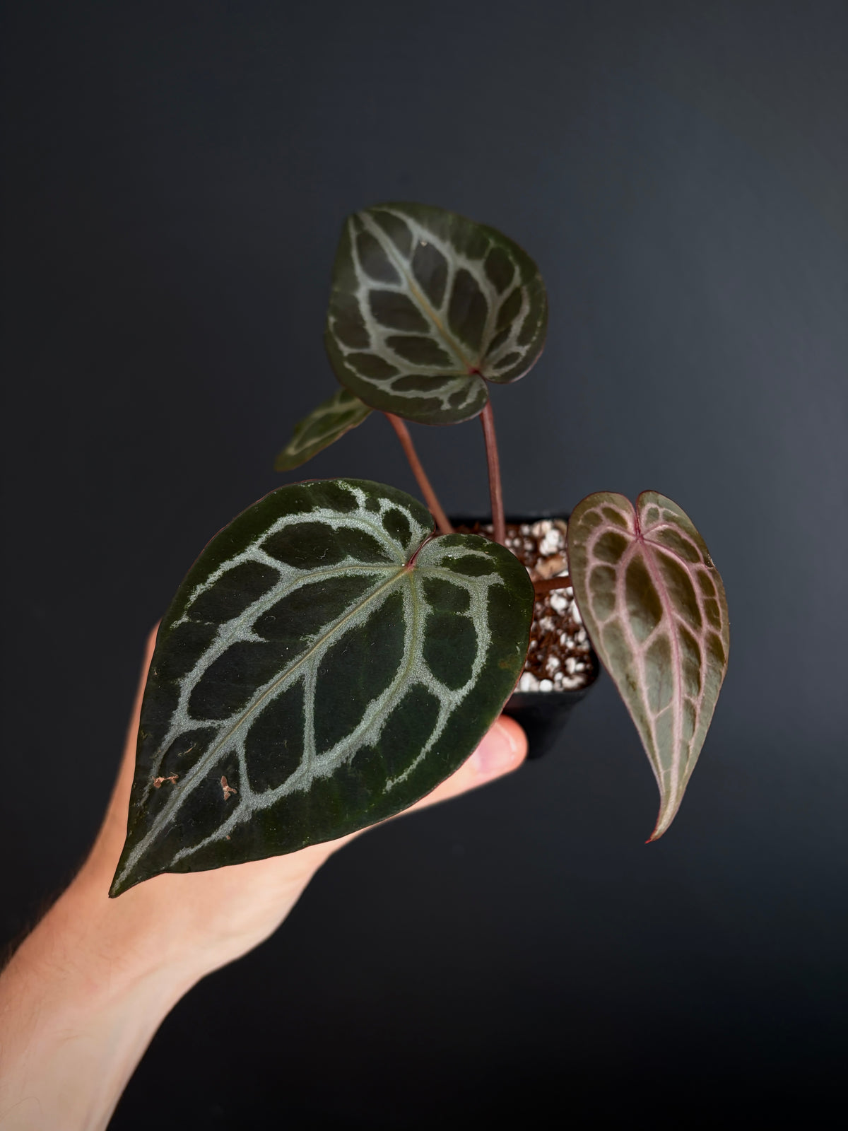 Anthurium DB Michelle | 7 cm pot