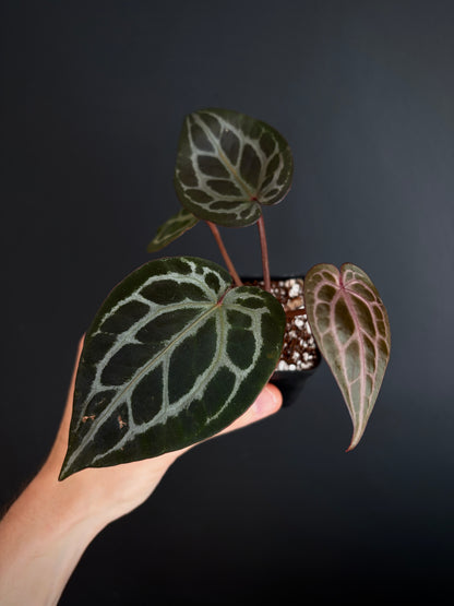 Anthurium DB Michelle | 7 cm pot