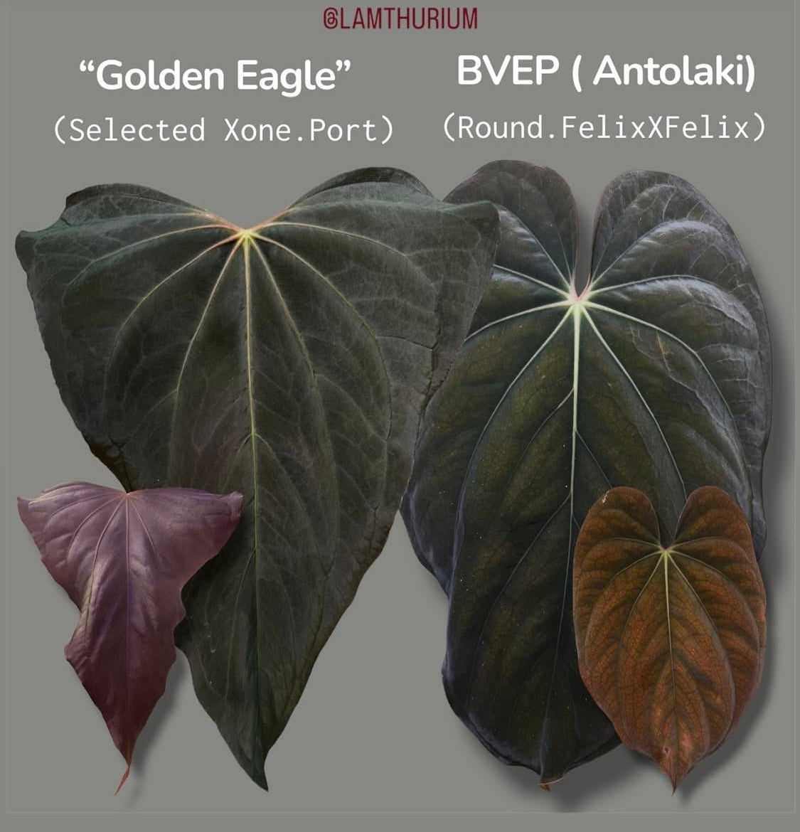 Anthurium Golden Eagle X BVEP (R.FxF) | 7 cm pot [A]