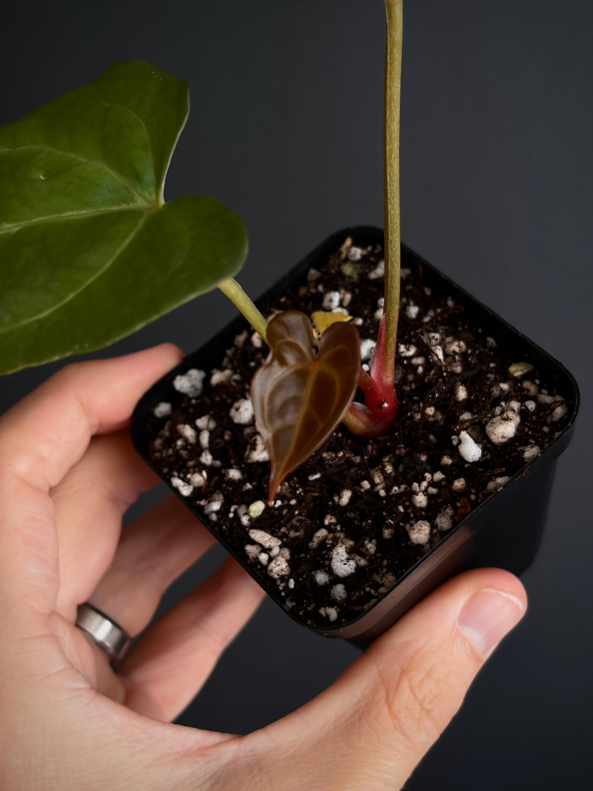 Anthurium PapCrystal x Portillae open | 6 cm pot