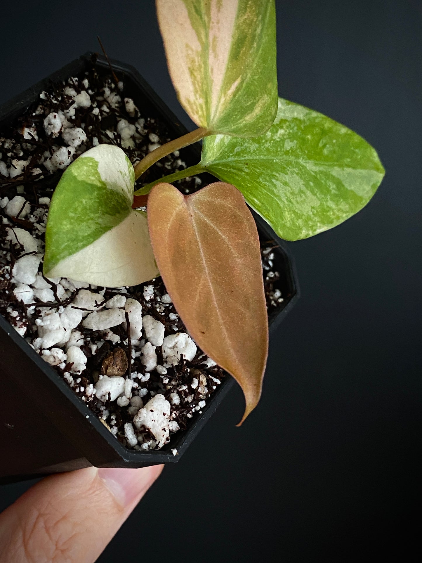 Anthurium Ace of Spaces var X Portillae clone | 7 cm pot [clone A]