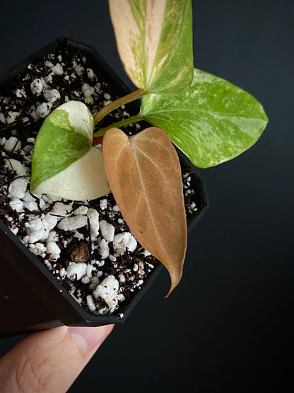 Anthurium Ace of Spaces var X Portillae clone | 7 cm pot [clone A]