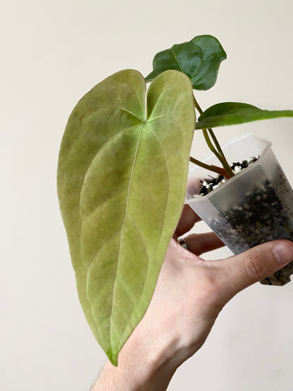 Anthurium (FTG x Fort Sherman) X (NoID Code Red x Papillilaminum A+) | 7 cm pot
