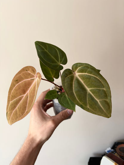 Anthurium Papillilaminum var A88 X AOS SKG (mint variegated) | 7 cm pot