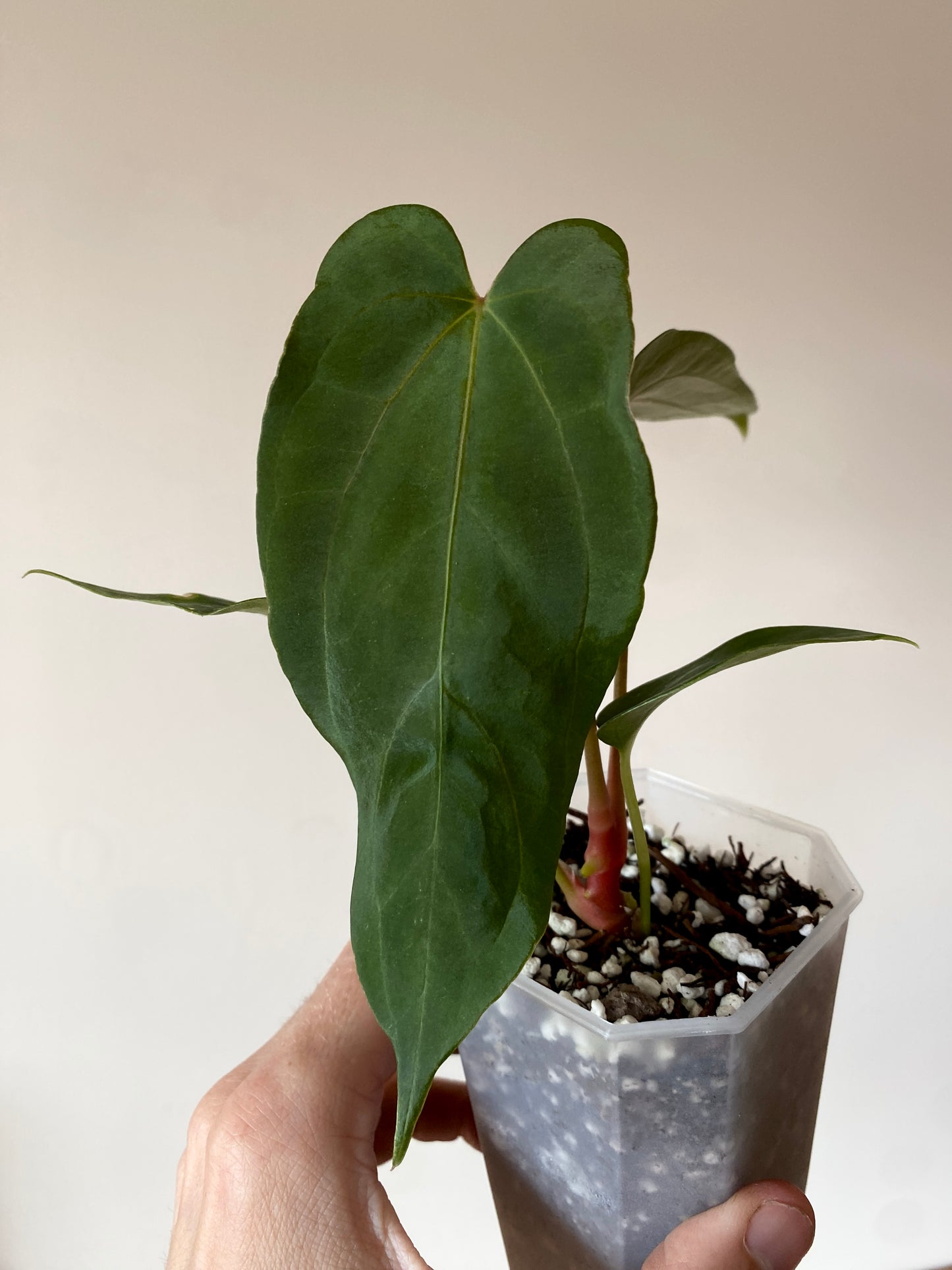 Anthurium Papillilaminum (Ree Gardens x RL) X RLFS | 7 cm pot [A]