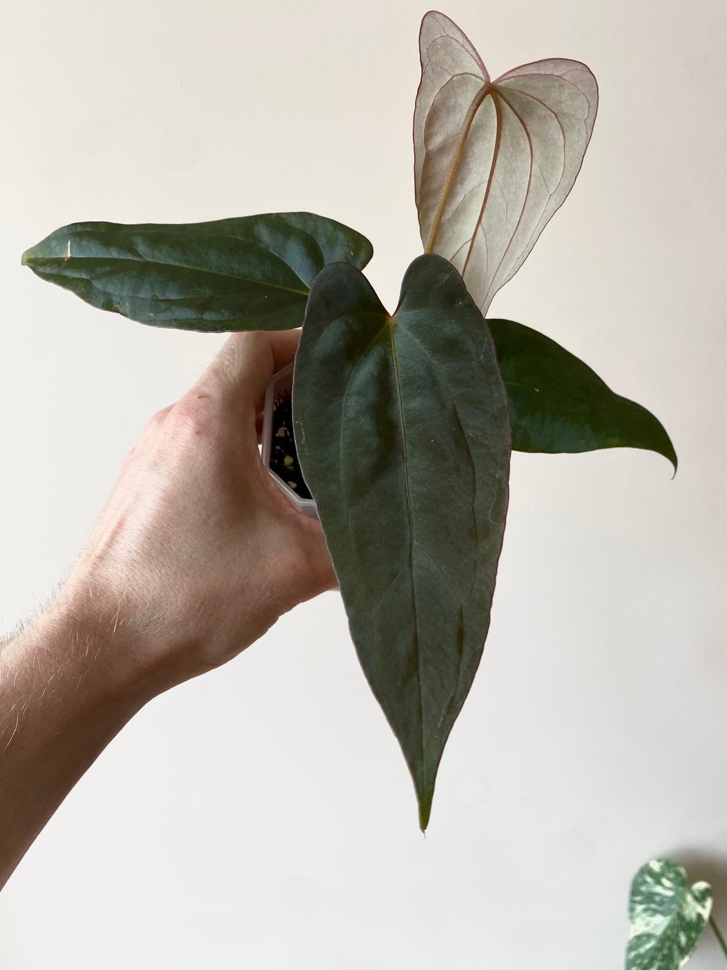 Anthurium Golden Eagle X BVEP (R.FxF) | 7 cm pot [select - dark]