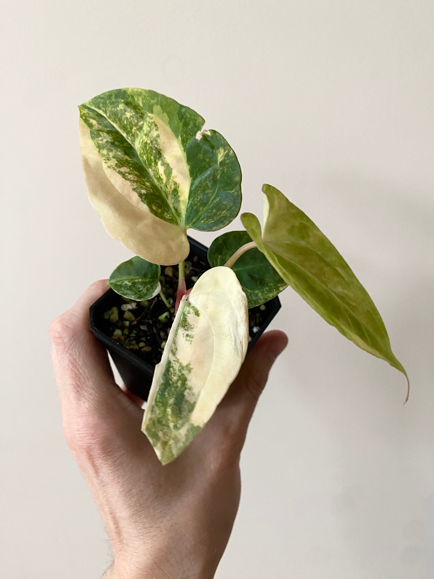 Anthurium Pap var X Ralph Lynam OG | 7 cm pot