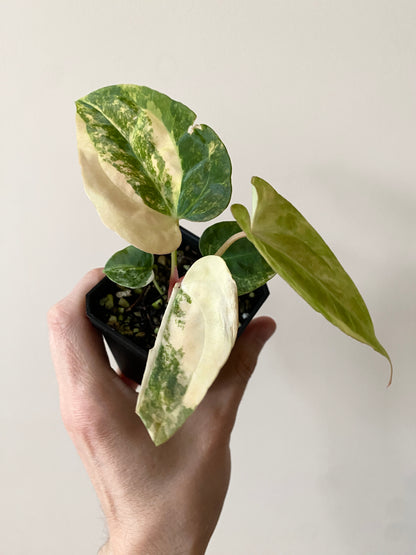 Anthurium Pap var X Ralph Lynam OG | 7 cm pot