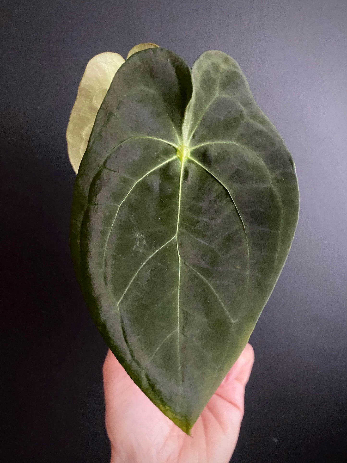 Anthurium Papillaminum X Forgetii dark form | 7 cm pot