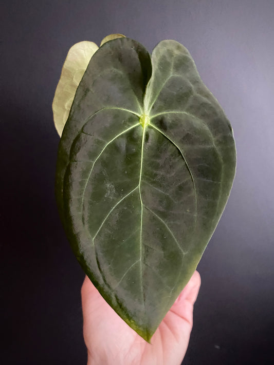 Anthurium Papillaminum X Forgetii dark form | 7 cm pot