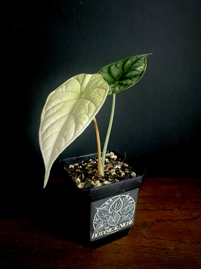 Alocasia Dragonscale Albo variegata | 7 cm pot (C)